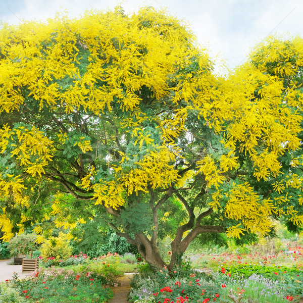 tree with yellow flowers Stock photo © alinamd