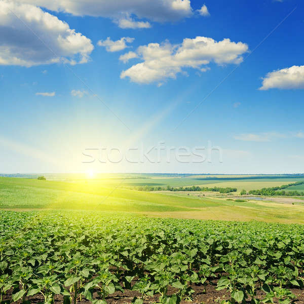 field sunflower sprouts and sunrise Stock photo © alinamd