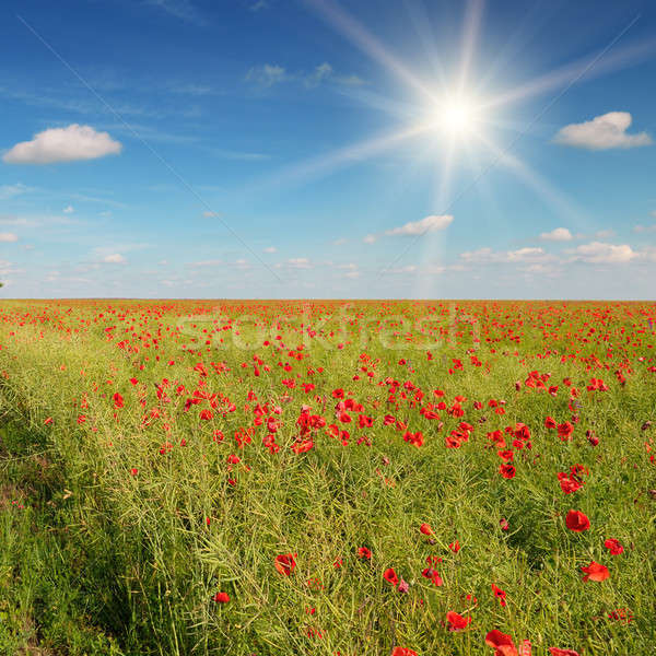 Stockfoto: Veld · klaprozen · zon · blauwe · hemel · voorjaar · zonsondergang