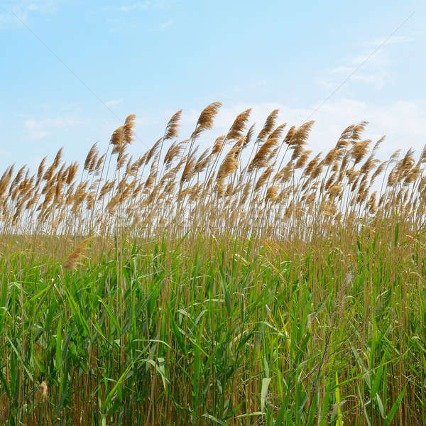 thicket of reeds Stock photo © alinamd