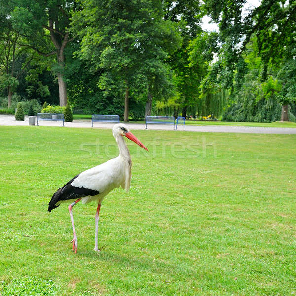 Storch Wiese Sommer Park Gras Natur Stock foto © alinamd