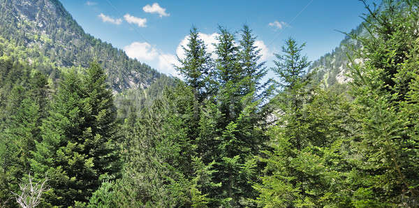 Ataviar forestales ladera árbol primavera madera Foto stock © alinamd