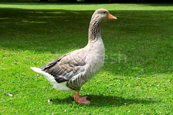 Goose on the lawn Stock photo © alinamd