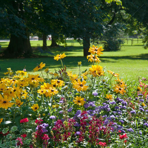 multi colored flower bed Stock photo © alinamd