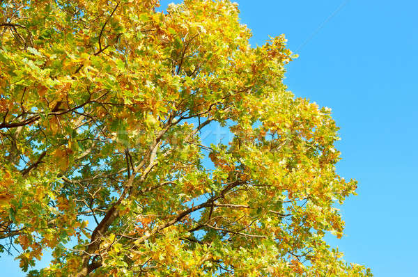 tree branches with yellow leaves  Stock photo © alinamd