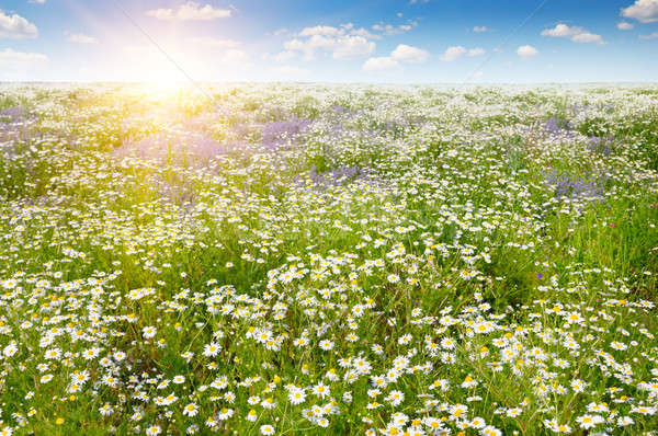 Field with daisies and sun on blue sky, focus on foreground Stock photo © alinamd