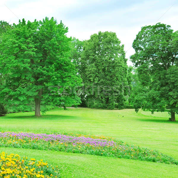 été parc pelouse jardin de fleurs nuages printemps Photo stock © alinamd