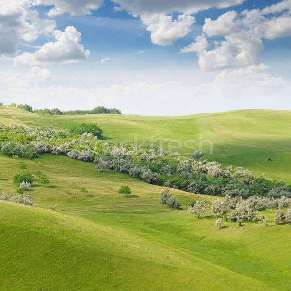 landscape with hilly field and blue sky Stock photo © alinamd