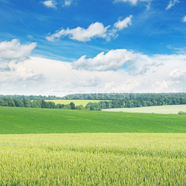 Pittoresque vert domaine ciel bleu printemps herbe [[stock_photo]] © alinamd