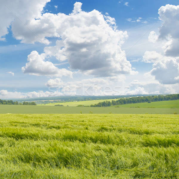 picturesque green field and blue sky Stock photo © alinamd
