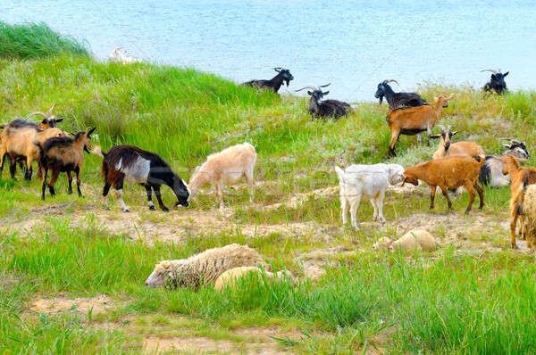 domestic goats grazing on pasture Stock photo © alinamd