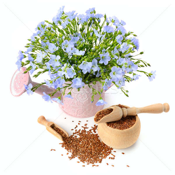 flax seeds and flowers isolated on white background Stock photo © alinamd