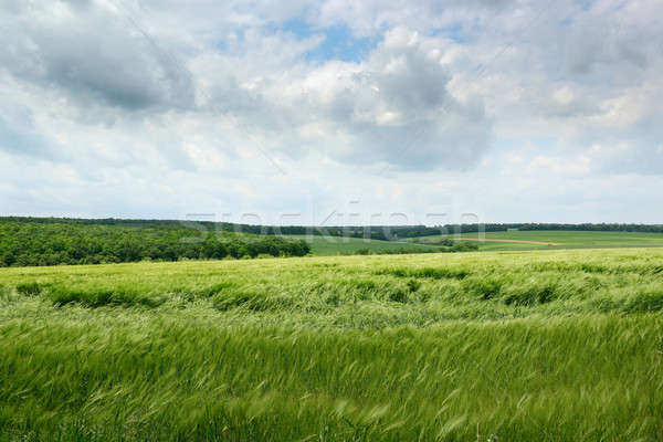 Stockfoto: Veld · bewolkt · hemel · wolken · voorjaar