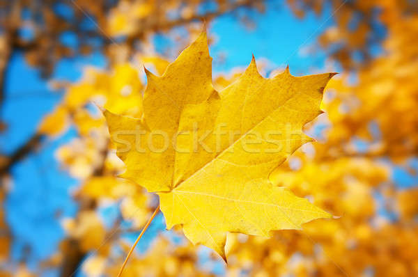 yellow maple leaf on a background of blue sky Stock photo © alinamd