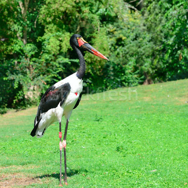 black stork in the summer park Stock photo © alinamd