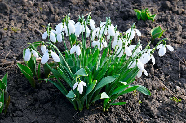snowdrop on the background of the soil Stock photo © alinamd