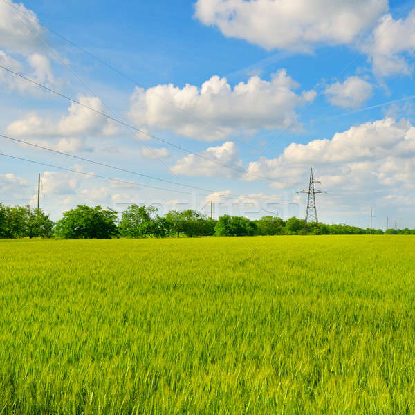 зеленый области Blue Sky облака весны трава Сток-фото © alinamd