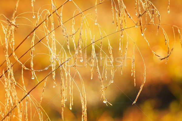 Naturale erba gocce rugiada autunno prato Foto d'archivio © AlisLuch