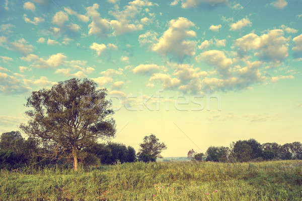 ヴィンテージ 写真 ツリー 雲 夏 空 ストックフォト © AlisLuch