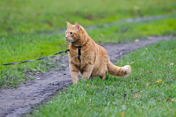 Red cat walking on a leash along the footpath on the background  Stock photo © AlisLuch