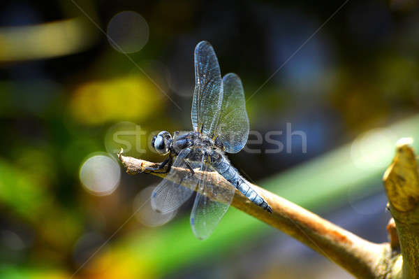 Dragonfly close up sitting on a branch above the water Stock photo © AlisLuch