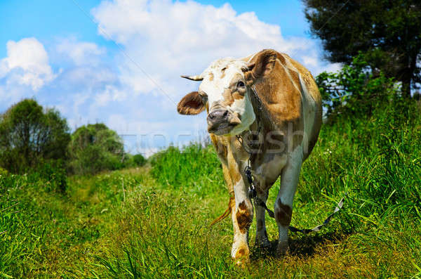 Grazing cow looking into the camera lens Stock photo © AlisLuch
