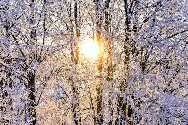 Fényes tél tájkép fák erdő napfelkelte Stock fotó © AlisLuch