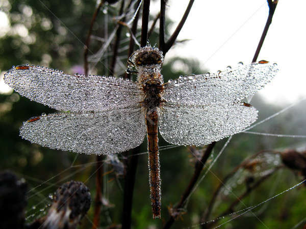 Foto stock: Gotas · manhã · orvalho · libélula · flor