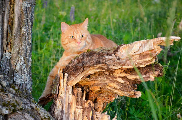 Red cat is sitting on a tree in a forest in summer Stock photo © AlisLuch