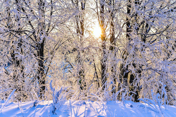 Luminoso inverno panorama alberi foresta sunrise Foto d'archivio © AlisLuch