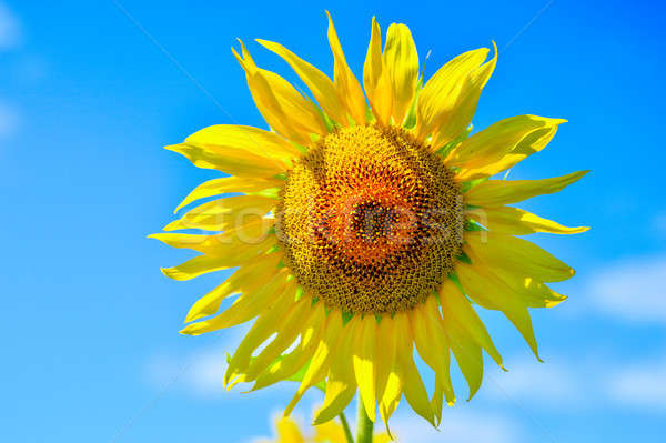 天空 / summer landscape with field of blooming sunflowers