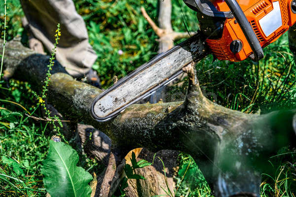 Láncfűrész vág fából készült vág elektromos erdő Stock fotó © AlisLuch