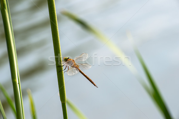 Dragonfly  close up  Stock photo © AlisLuch