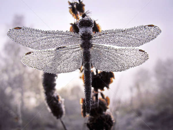 Deszcz krople Dragonfly wiosną słońce liści Zdjęcia stock © AlisLuch