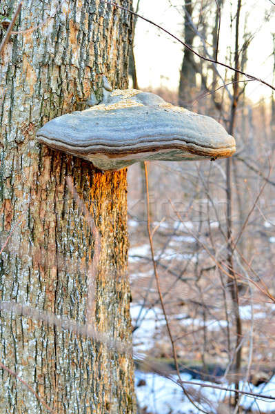 Grzyb drzewo drewna krajobraz świetle grupy Zdjęcia stock © AlisLuch