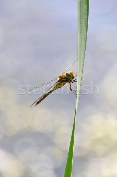 Foto d'archivio: Libellula · seduta · erba · sopra · acqua