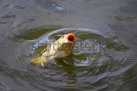 Ponty csali víz közelkép horgászbot kampó Stock fotó © AlisLuch