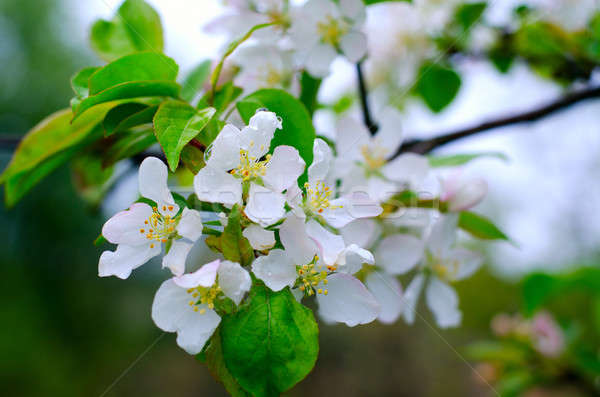 Ramo pere fiori bianchi pioggia gocce fiore Foto d'archivio © AlisLuch