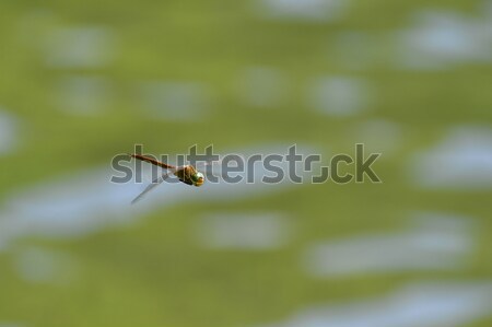 Dragonfly Flying воды Focus голову Сток-фото © AlisLuch