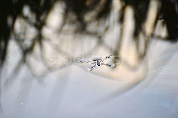 Böcek böcek gölet patenci yüzey Stok fotoğraf © AlisLuch