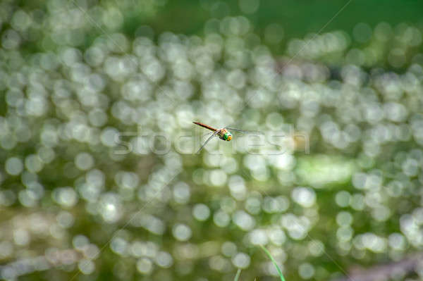 Macro foto libellula battenti acqua fiore Foto d'archivio © AlisLuch
