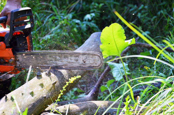 Kettensäge geschnitten Holz Schneiden elektrische Wald Stock foto © AlisLuch