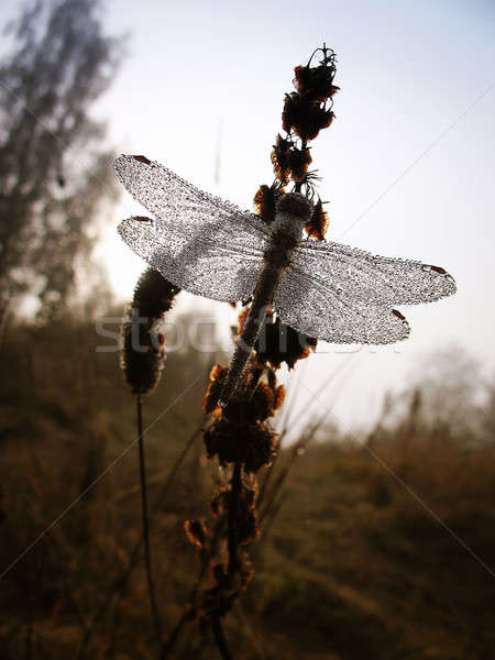 Picături dimineaţă roua Dragonfly primăvară Imagine de stoc © AlisLuch