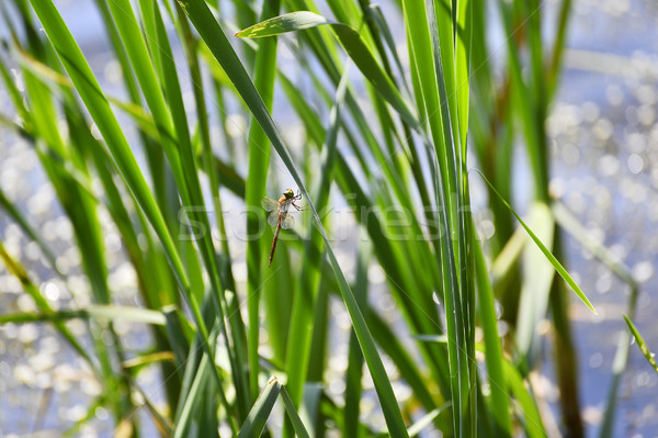 Dragonfly close up sitting on the grass above the water Stock photo © AlisLuch