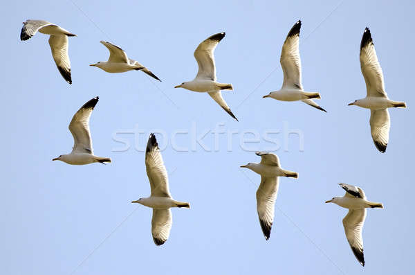 Flight of the gulls Stock photo © AlisLuch