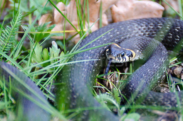 Serpente erba primavera lingua impiccagione fuori Foto d'archivio © AlisLuch