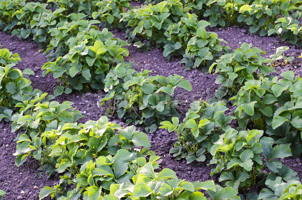 The beds with strawberries Stock photo © AlisLuch