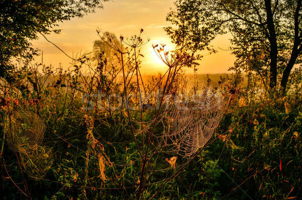 Photo with a summer sunrise and a tree Stock photo © AlisLuch