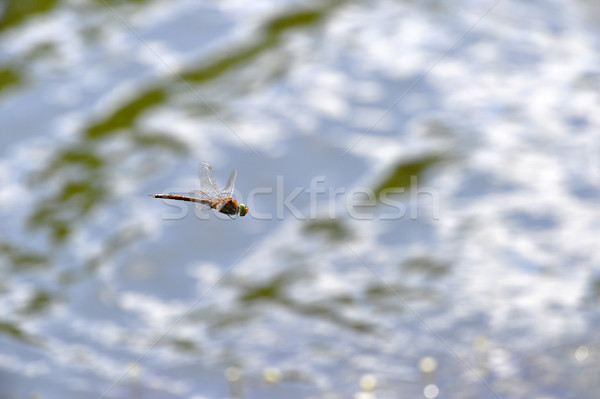 Dragonfly close up flying over the water Stock photo © AlisLuch