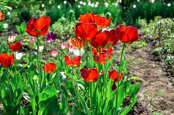 Flowering tulips on a flowerbed in a garden in the spring Stock photo © AlisLuch